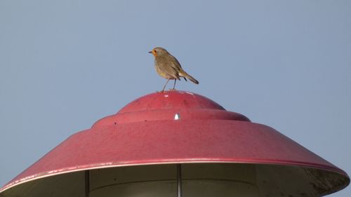 Low angle view of a bird