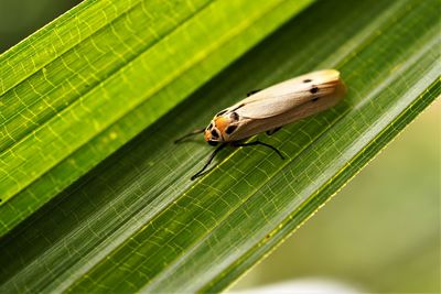 Close-up of moth insect on leaf