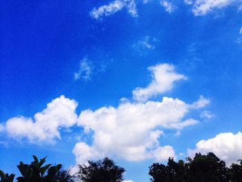 Low angle view of trees against blue sky