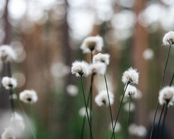 Close-up of white daisy flowers