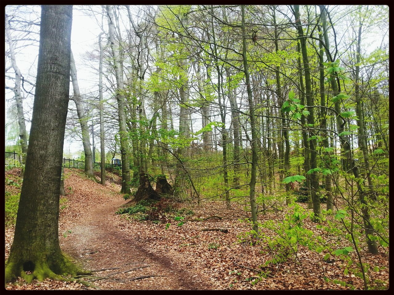 transfer print, tree, auto post production filter, growth, tranquility, the way forward, tranquil scene, tree trunk, nature, green color, footpath, beauty in nature, sunlight, grass, scenics, shadow, forest, day, landscape, branch