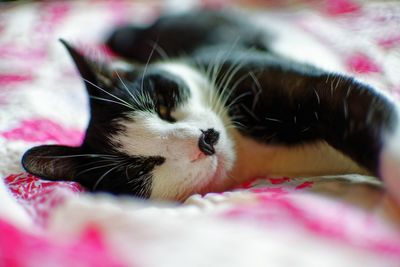 Close-up of cat sleeping on bed