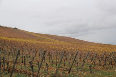 Autumn vineyard 