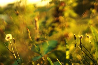 Close-up of plant growing on field