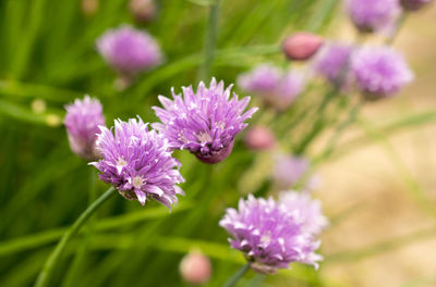 Close-up of purple flowering plant on field