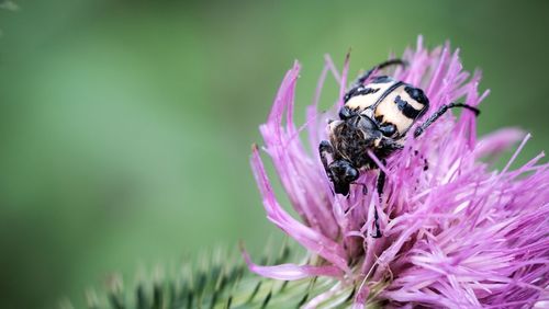 Close-up of insect on purple flower