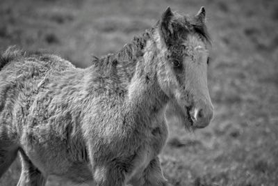 Close-up of horse on field