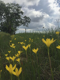 Yellow flowering plants on land against sky