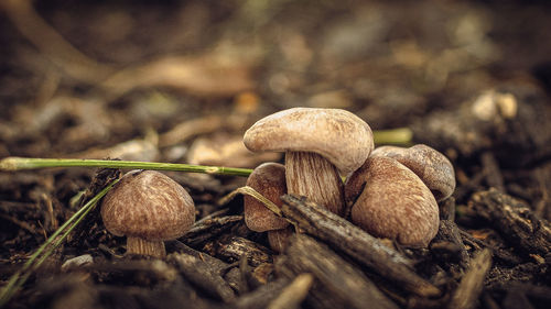 Close up of backyard fungus. a group of mushrooms 