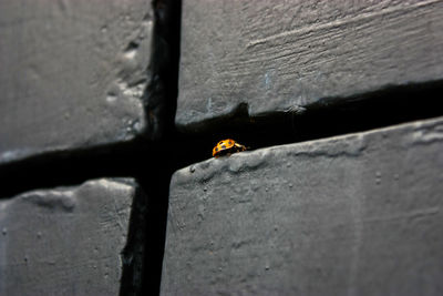 Close-up of ladybug on floor