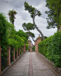 Footpath amidst trees against sky