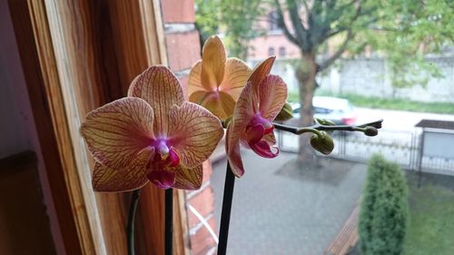 Orchids blooming by window at home