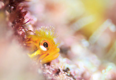 Close-up of fish underwater