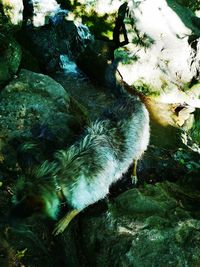 High angle view of an animal on rock