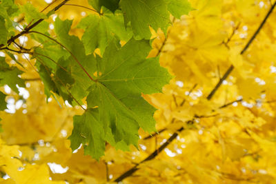 Close-up of yellow maple leaves on tree