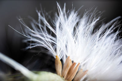 Close-up of feathers