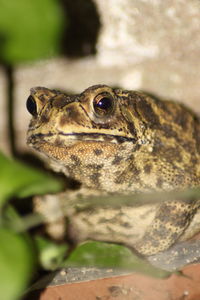 Frog of kalimantan