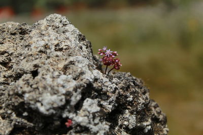 Close-up of insect on rock