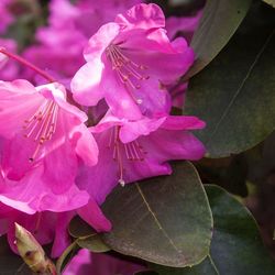 Close-up of pink flower