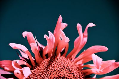 Close-up of pink flower over white background