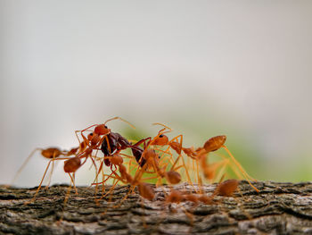 Close-up of ant on plant