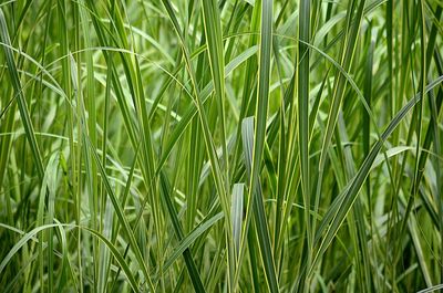 Full frame shot of fresh green plants