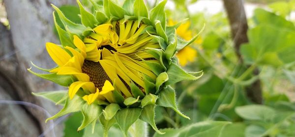Close-up of yellow flowering plant