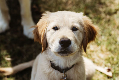 Golden retriever labrador puppy headshot