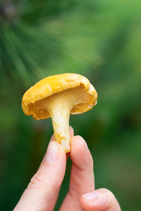  chanterelle mushrooms close-up.