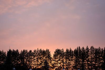 Low angle view of trees against sky during sunset