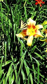 Close-up of flowers blooming in field