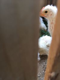 Close-up of a bird against blurred background