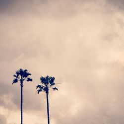 Low angle view of palm trees against sky