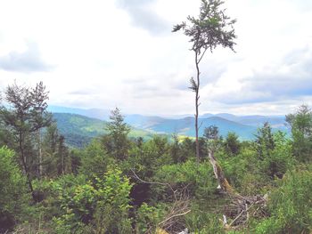 Pine trees in forest against sky