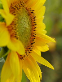 Close-up of sunflower