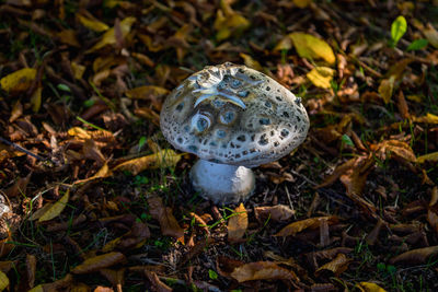 Close-up of mushroom growing on field