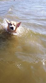 Dog in water