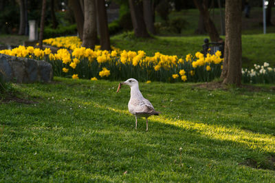 Seagull carrying insect at park