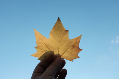 Low angle view of maple leaf against clear blue sky