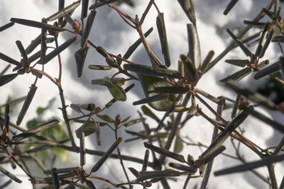 Close-up of branches against sky