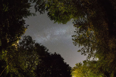 Low angle view of trees against sky at night