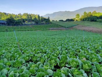 Green ,vegetable