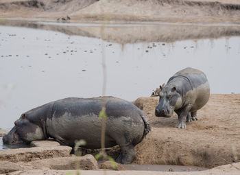 Close-up of muddy hippopotamus at lake