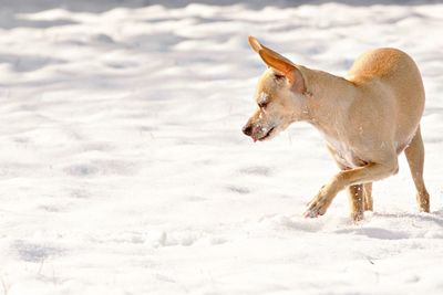 Chihuahua walking on snowy field