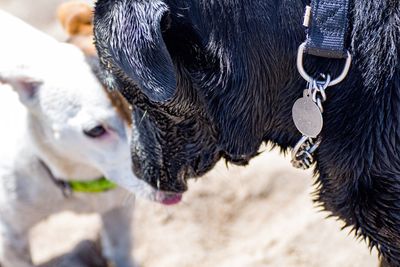 Two dogs meeting