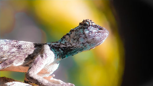 Close-up of a lizard on tree