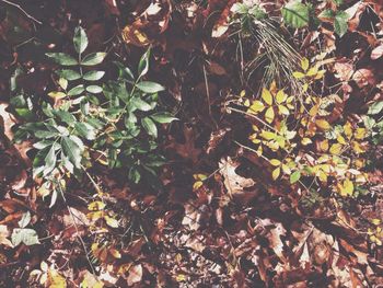 Leaves on tree trunk