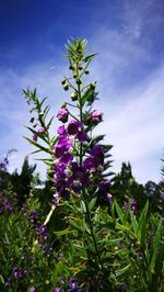 Low angle view of flowering plant against cloudy sky