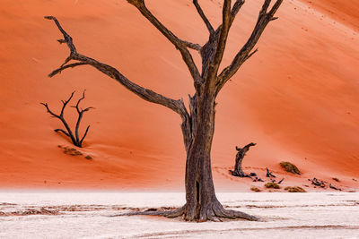 Bare tree in desert