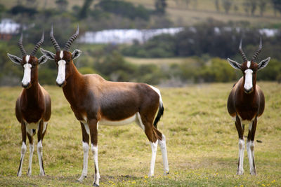 Bontebok standing on field